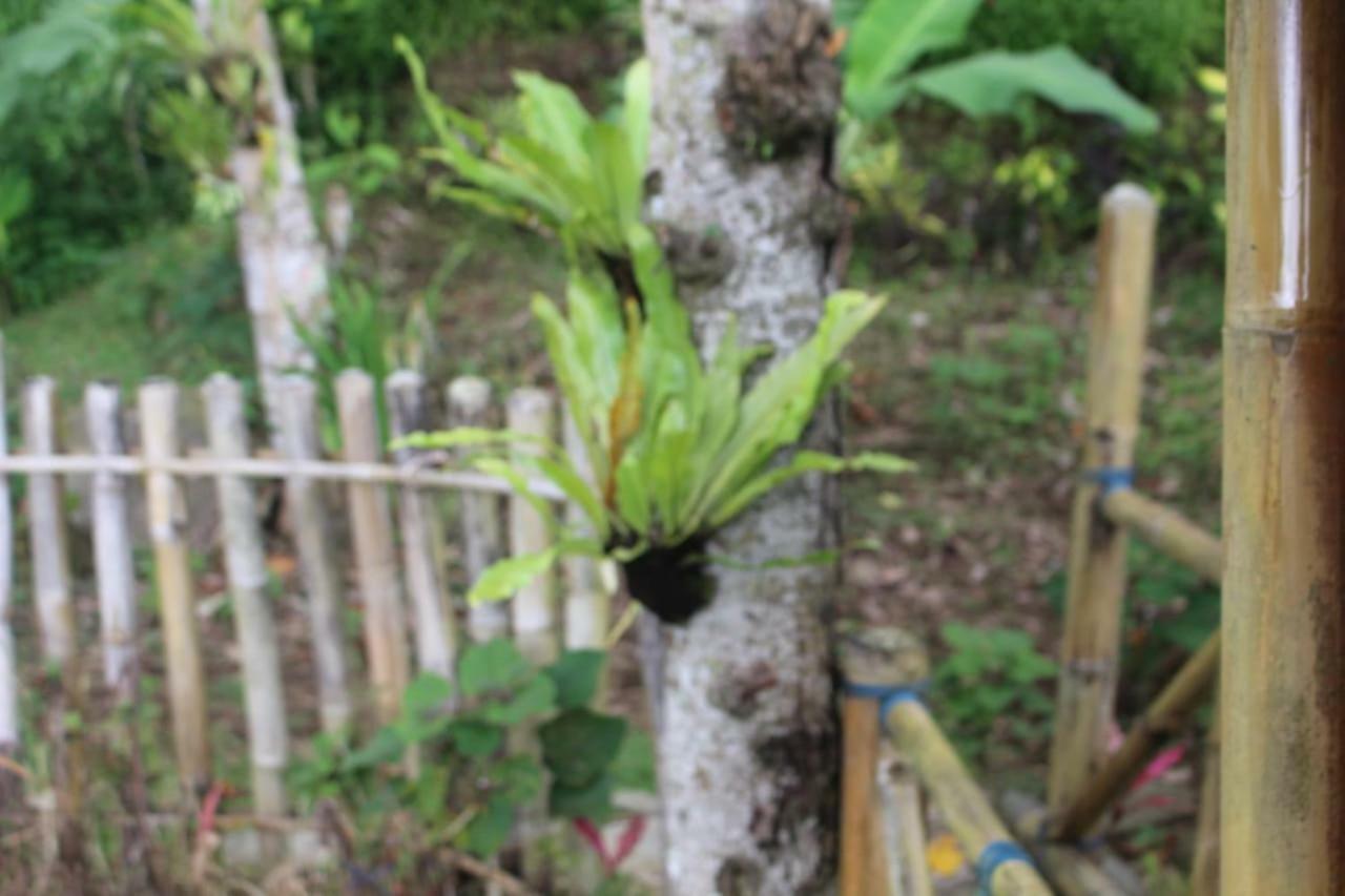 Bali Tree House Pelangi Διαμέρισμα Bedugul  Εξωτερικό φωτογραφία